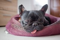 Намерете най-добрите оферти за легла за кучета 24