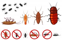 Намерете най-доброто пръскане срещу хлебарки 15