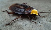 Изберете най-доброто пръскане срещу хлебарки 31