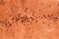 Голямо разнообразие от услуги против мравки 28