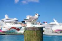 Намерете най-добрите оферти за круизи от африка 17 - Allcruise Намерете най-добрите оферти за круизи от африка 17