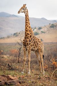 Вижте каталога ни с National Geographic 12 - Elephantbookstore Вижте каталога ни с National Geographic 12