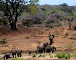 Разгледайте National Geographic 32 - Elephantbookstore Разгледайте National Geographic 32
