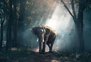 Изберете National Geographic 6 - Elephantbookstore Изберете National Geographic 6
