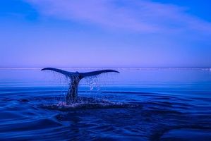 оферти за море - 70653 новини