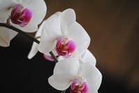 спа оферти - 78825 - обърнете внимание 