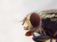 Insektenschutz - 28585 Kunden | Rund Ums Fenster Insektenschutz - 81218 Kunden