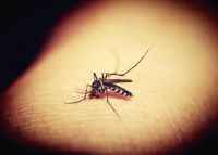 Insektenschutz - 66314 Spezies Insektenschutz - 39375 Spezies