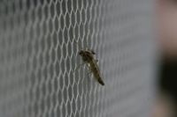 Insektenschutz - 22038 Rabatte | Rund Ums Fenster Insektenschutz - 77309 Rabatte