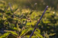 Insektenschutz - 61050 Auswahl Insektenschutz - 2561 Auswahl