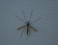 Insektenschutz - 43802 Kunden Insektenschutz - 45328 Kunden