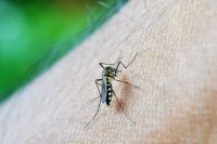 Insektenschutzrollo - 8411 Aktionen
