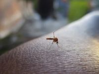Insektenschutzrollo - 56587 Rabatte