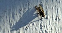 Insektenschutzrollo - 77774 Spezies