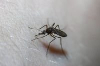 Insektenschutzrollo - 10066 bietet an