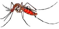 Insektenschutzrollo - 12894 Fotos