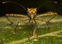 Insektenschutzrollo - 13741 Sorten