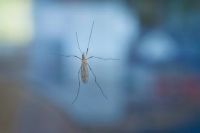 Insektenschutzrollo - 62032 Sorten