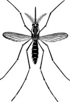 Insektenschutzrollo - 1936 Spezies
