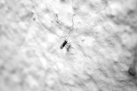Insektenschutzrollo - 21754 Kombinationen
