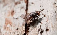 Insektenschutzrollo - 78072 Erfolge