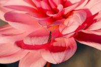 Insektenschutzrollo - 15471 Kunden