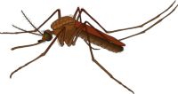 Insektenschutzrollo - 17031 Auswahl