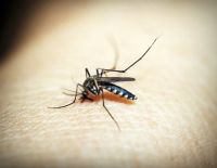 Insektenschutztür - 51956 Auswahl | Rund Ums Fenster Insektenschutztür - 8444 Auswahl