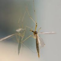 Insektenschutztür - 60996 Sorten | Rund Ums Fenster Insektenschutztür - 77960 Sorten