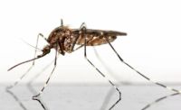 Insektenschutztür - 53886 Spezies Insektenschutztür - 71546 Spezies