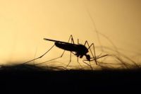 Insektenschutztür - 87629 Kombinationen Insektenschutztür - 87264 Kombinationen