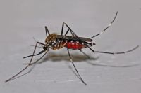 Insektenschutztür - 65170 Auswahl | Rund Ums Fenster Insektenschutztür - 85618 Auswahl