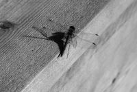 Insektenschutztür - 24427 Sorten Insektenschutztür - 43614 Sorten