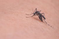 Insektenschutztür - 32769 bietet an Insektenschutztür - 62919 bietet an