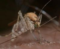 Insektenschutztür - 1129 Optionen Insektenschutztür - 85940 Optionen