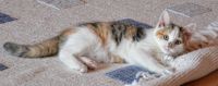 Carpet Cleaning Sutton - 84412 achievements Carpet Cleaning Sutton - 11976 achievements