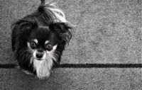 Carpet Cleaning Sutton - 94968 varieties Carpet Cleaning Sutton - 76207 varieties