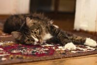 Eco Friendly Carpet Cleaning - 27729 suggestions Eco Friendly Carpet Cleaning - 21915 suggestions