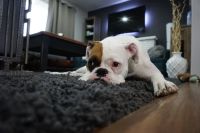 Office Carpet Cleaning Services - 79372 photos Office Carpet Cleaning Services - 49347 photos