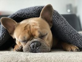 антифони - 10880 награди антифони - 51620 награди