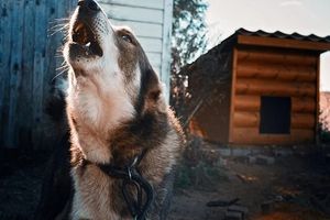 шумни съседи решение - 42059 постижения шумни съседи решение - 52669 постижения