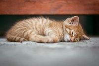 Sleep Headphones - 61873 achievements Sleep Headphones - 19093 achievements
