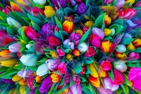 кутии с цветя - 62355 селекции кутии с цветя - 31055 селекции