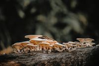 гъбички по ноктите - 79443 комбинации