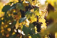 Лозарства - 26951 клиенти
