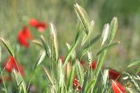Земеделски новини - 96857 награди | Agro TV Земеделски новини - 20803 награди