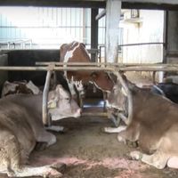 зърнопроизводство - 79367 цени | AgroTV зърнопроизводство - 71336 цени